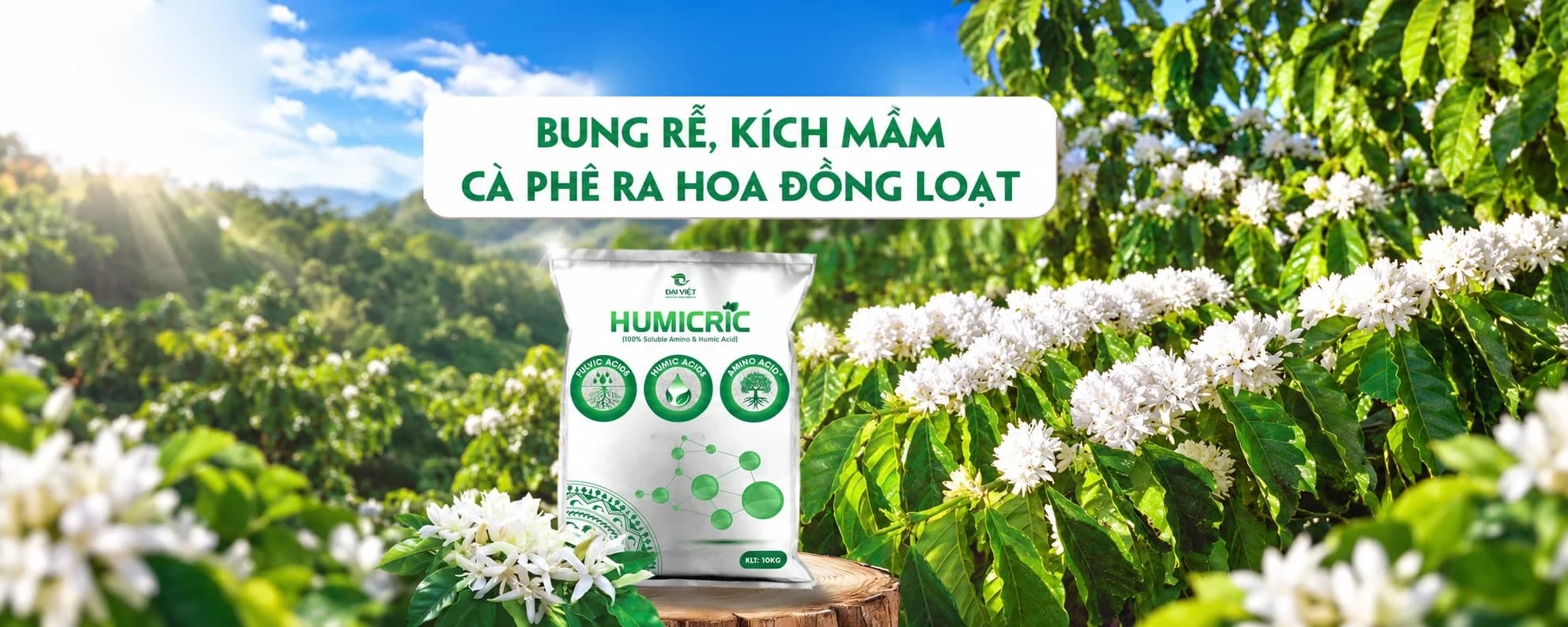 HUMICRIC — bung rễ, kích mầm, cà phê ra hoa đồng loạt
