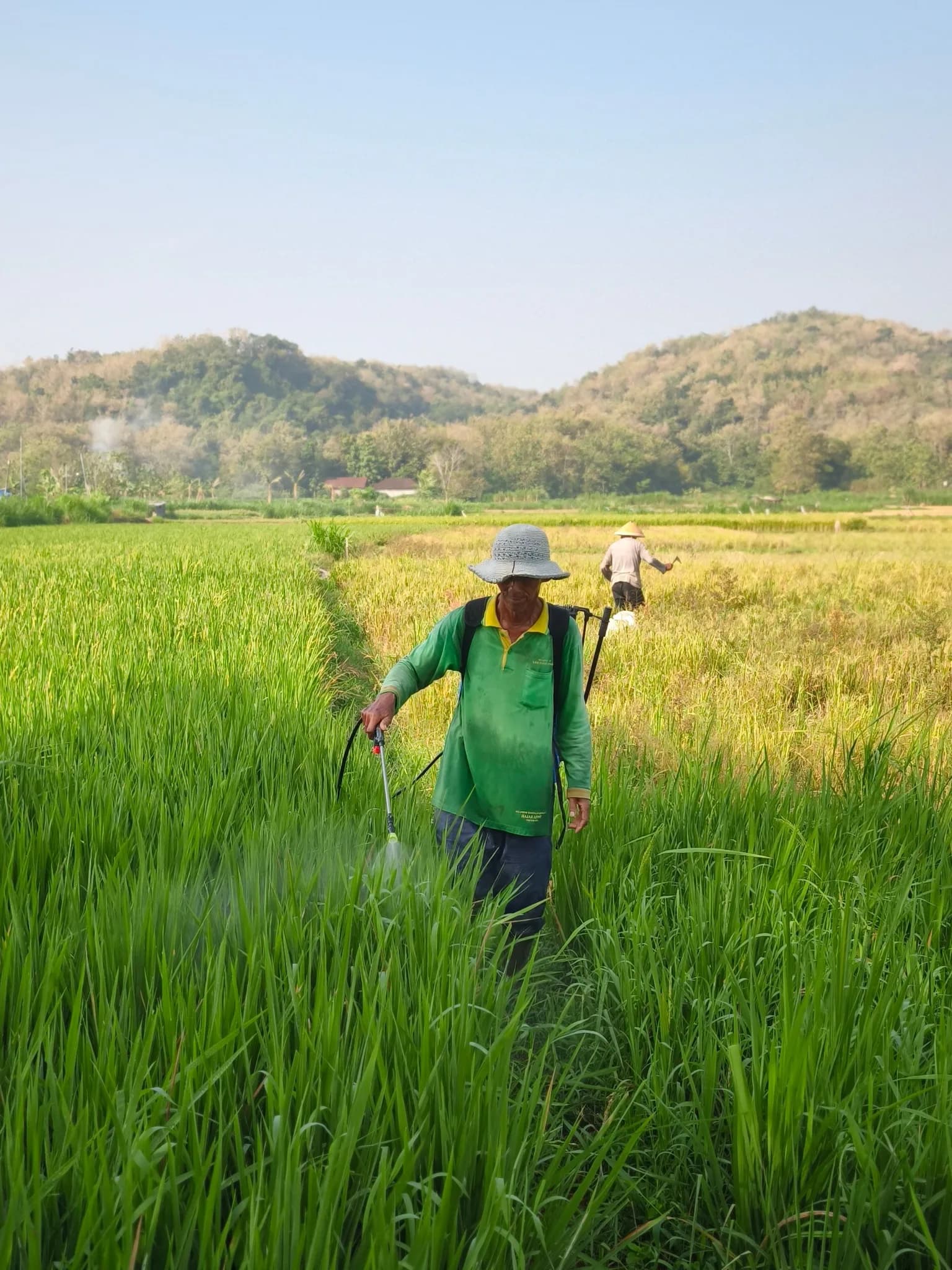 Nhà vườn đeo bình phun, đi trên bờ ruộng lúa xanh, phía sau là dãy núi thấp