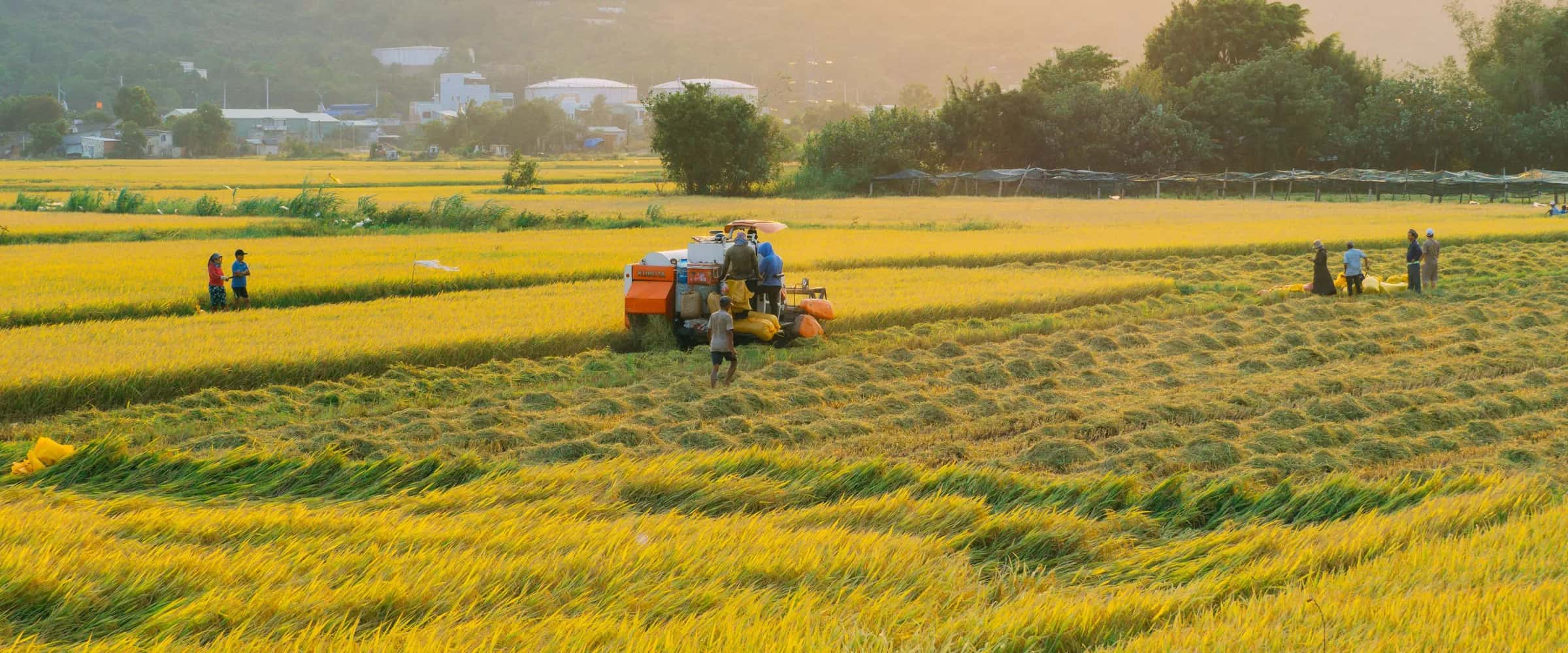 Máy gặt đập liên hợp làm việc trên cánh đồng lúa lúc hoàng hôn