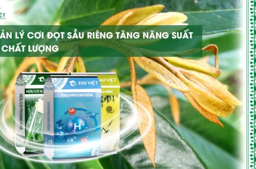 Quan-Ly-Coi-Dot-Sau-Rieng